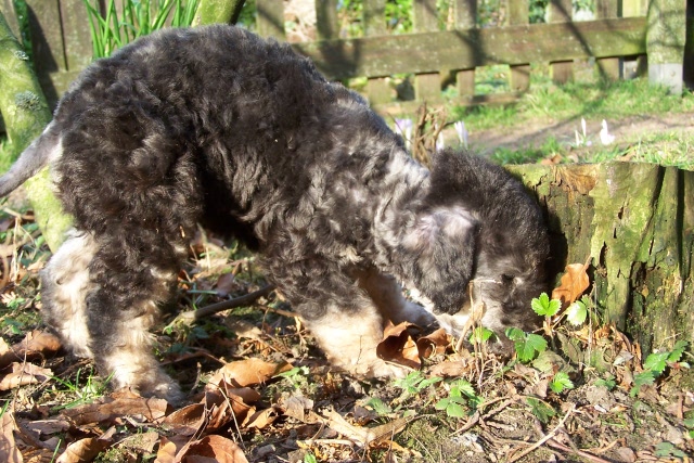 Ar-cen-ciel Arlequin 24.02 (24).JPG